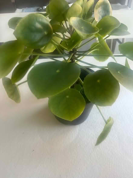 Photo of free Houseplant (Upton) #2