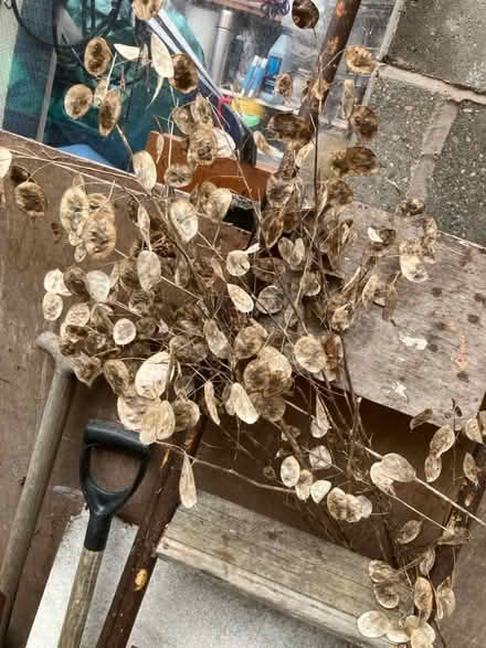 Photo of free Honesty seed pods for dry flower arrangements (Penrith CA11) #1