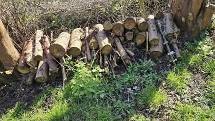 Photo of free Logs (Wednesfield WV11) #2