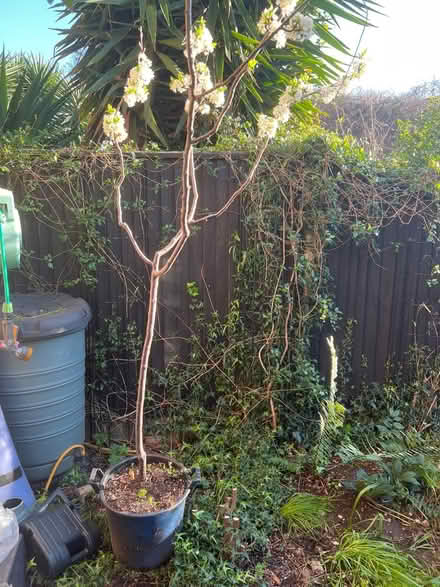 Photo of free Plum tree (Bethnal Green E1) #1