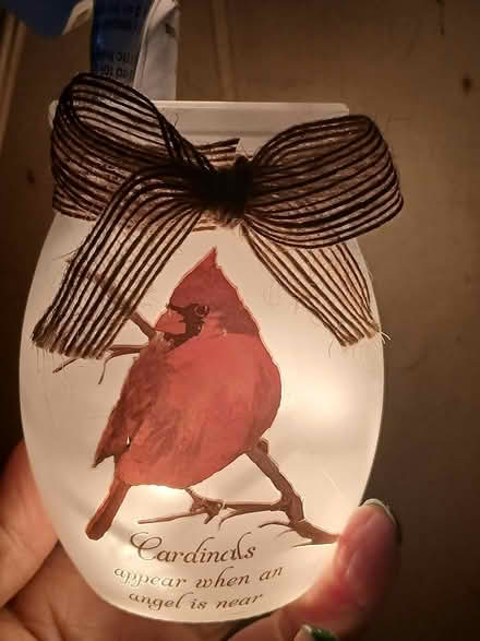 Photo of free Cardinal light (Woburn south) #2