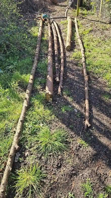 Photo of free Logs (Wednesfield WV11) #1