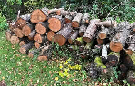 Photo of free Wooden Logs (Kilmacolm) #1
