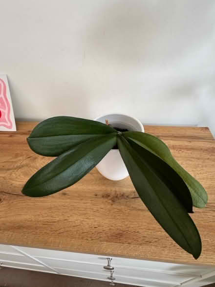 Photo of free Orchid (N5) #2