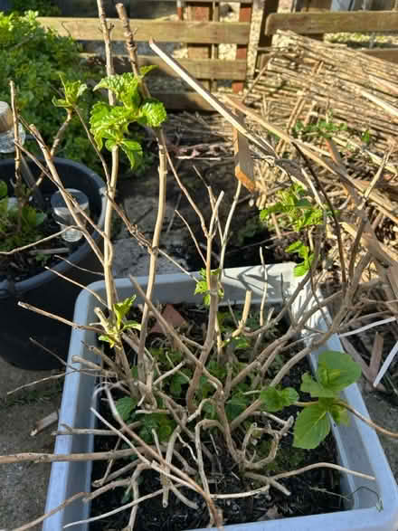 Photo of free Plants in pots (Brixham) #3
