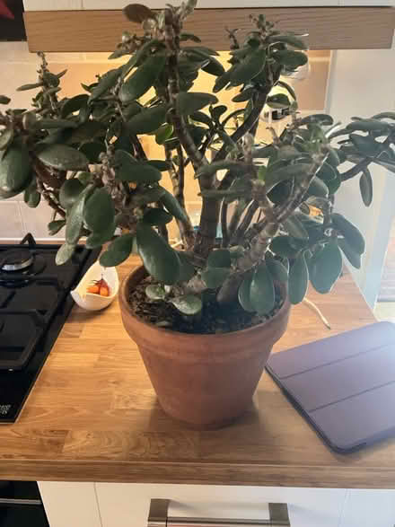 Photo of free Money tree with issues (BN43) #1