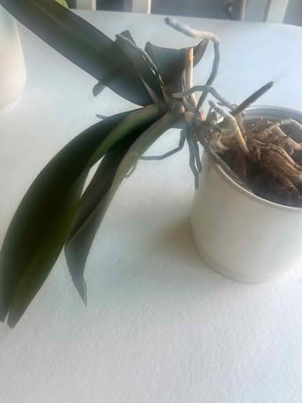 Photo of free Moth Orchid (Upton) #1