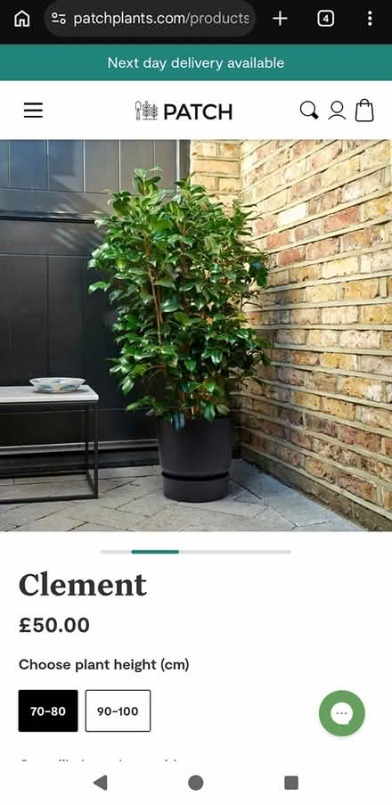 Photo of free Two camellia plants (Hatton Wall, EC1N) #2