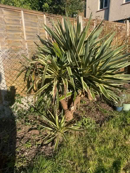 Photo of free Yukka plant (Woodford green IG8) #2