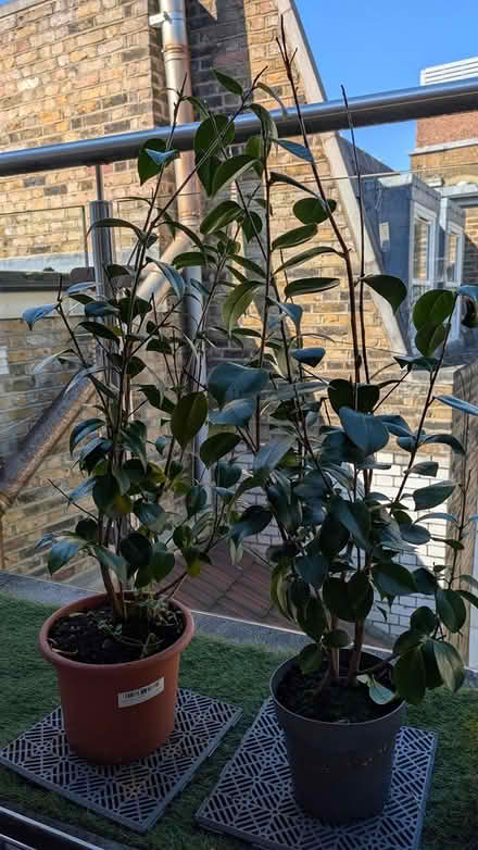 Photo of free Two camellia plants (Hatton Wall, EC1N) #1