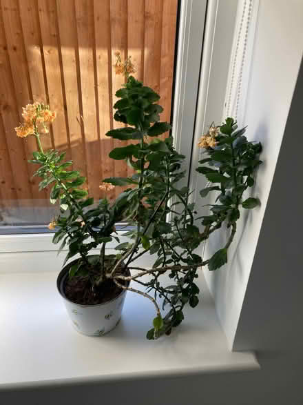 Photo of free House plant (Noctorum CH43) #1
