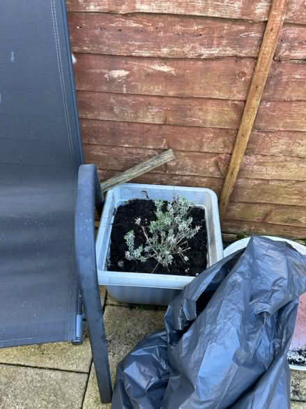 Photo of free Plants in pots (Brixham) #1