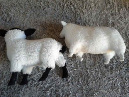 Photo of free 2 sheep (Shenley Brook End MK5) #2