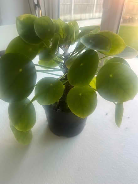 Photo of free Houseplant (Upton) #1