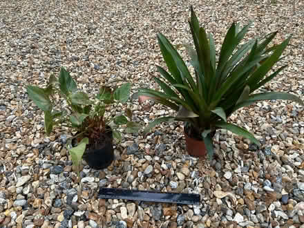 Photo of free Two house plants (The Folders Lane Estate RH15) #1
