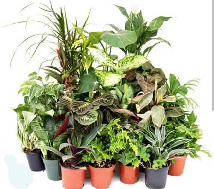 Photo of house plants (Britannia) #1