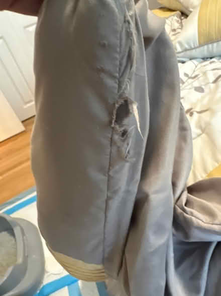 Photo of free Queen comforter & pillows (Santa Clara) #3