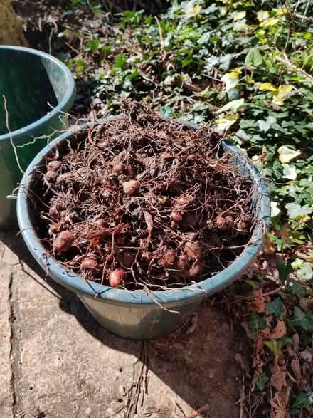 Photo of free Crocosmia bulbs (Leckhampton GL53) #1