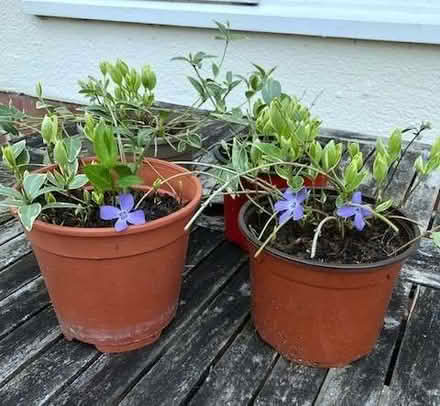 Photo of free Trailing perennial Vinca major (greater periwinkle) (Wheatley OX33) #2