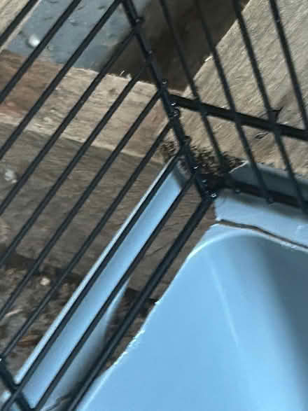 Photo of free Gerbil cage (CT52JG) #2