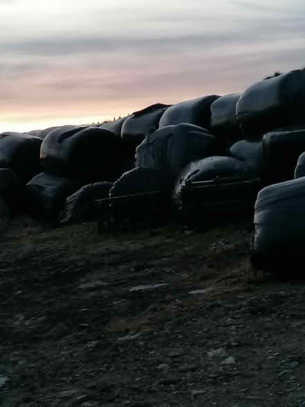 Photo of free Silage bales (R95cc03) #2