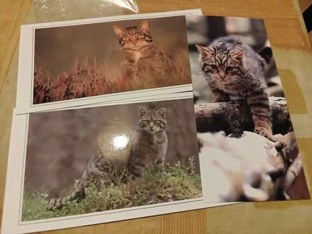 Photo of free Scottish Wildcat postcards (Corstorphine EH12) #1