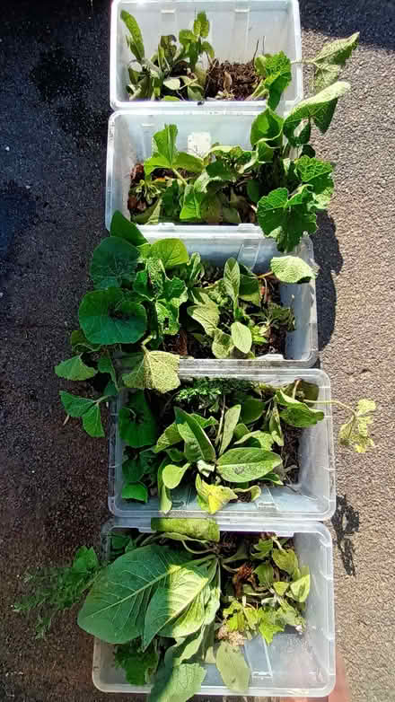 Photo of free Seedlings (Hockley Port B18) #1