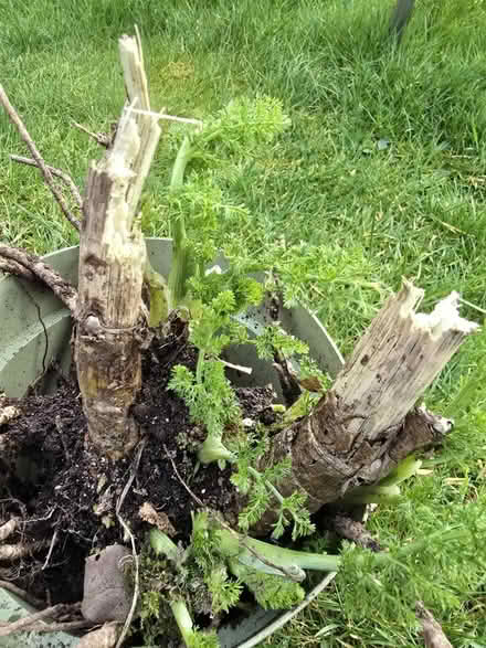 Photo of free Fennel Plant (Keswick CA12) #1