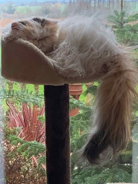 Photo of round / circular wooden tray (Eathorpe CV33) #1