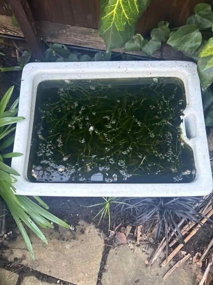 Photo of free Victorian sink (Teddington TW11) #2