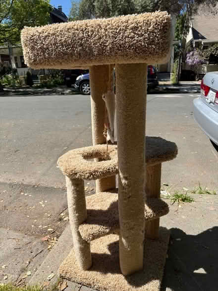 Photo of free Cat tree, scratch post (Berkeley border—near Telegraph) #1
