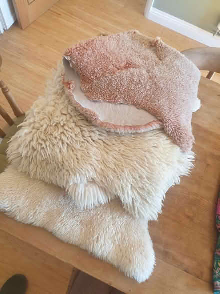 Photo of free 3 no. Sheepskins (Chalford Hill GL6) #1