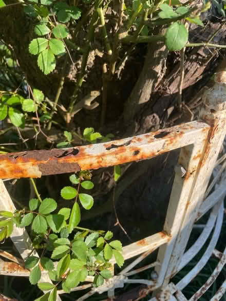 Photo of free Garden seat for tree - iron (IP7) #3