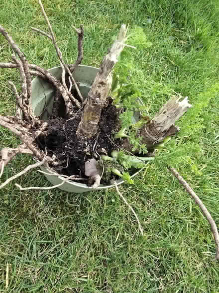 Photo of free Fennel Plant (Keswick CA12) #2