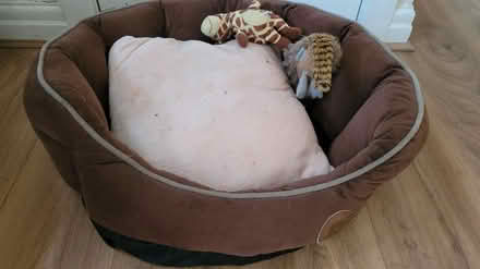 Photo of free Dog Bed medium size (Bowerham) #1