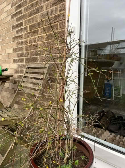 Photo of free Jasmine (Ne360RF) #1