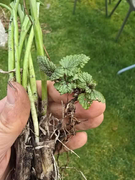 Photo of free Chives and Lemon Balm seedling (Keswick CA12) #1