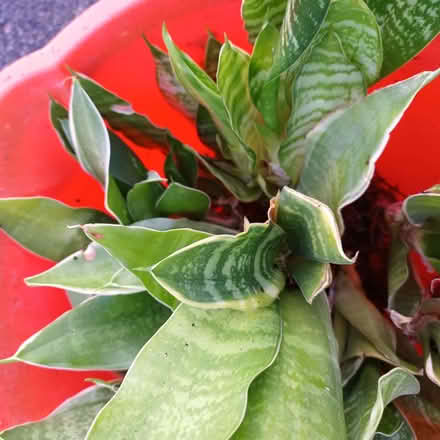 Photo of free Snake plant (Hockley Port B18) #2