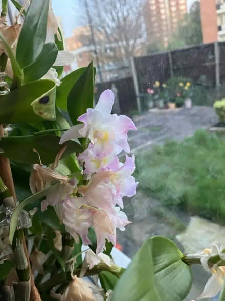 Photo of free Orchid plant with orchid mist (Waddon) #3