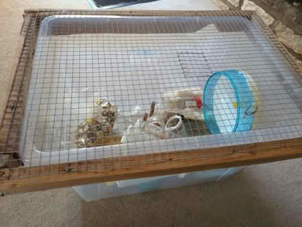 Photo of free Hamster box / starting kit (Nailsworth GL6) #1