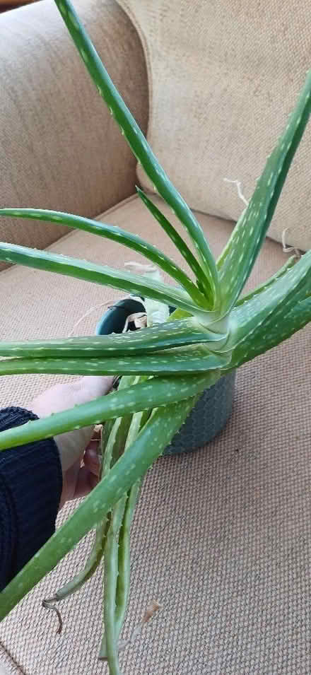 Photo of free Houseplants (West Felton SY11) #2