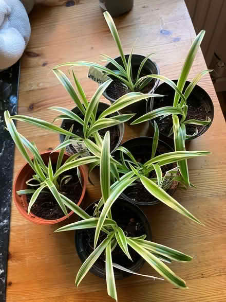 Photo of free Small spider plants (Micklefield HP13) #1
