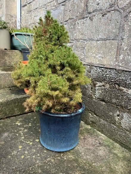 Photo of free Miniature fir/Christmas tree (Bath (Bear Flat)) #2