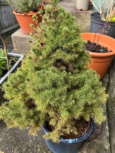 Photo of free Miniature fir/Christmas tree (Bath (Bear Flat)) #1