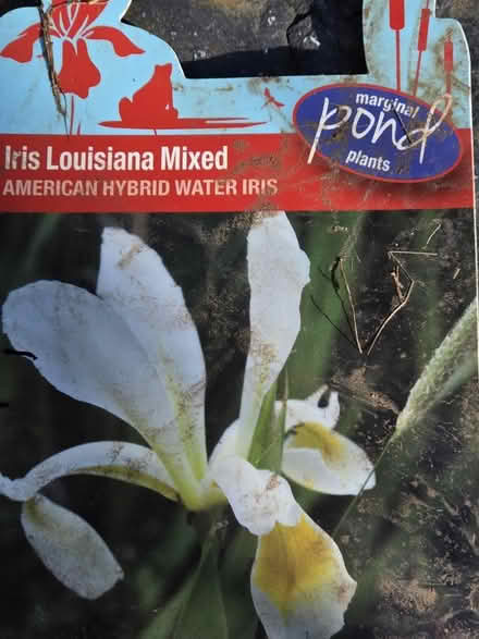 Photo of free Iris marginal pond (Ickleford SG5) #2