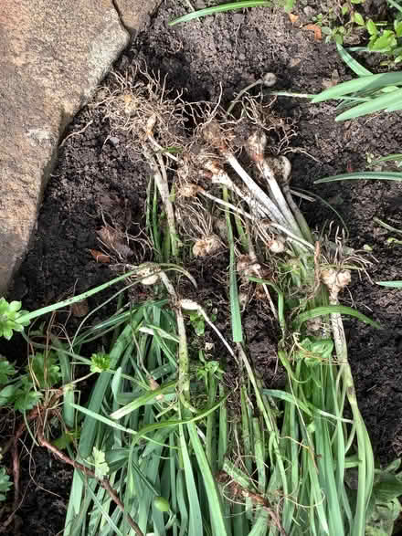 Photo of free Snowdrop bulbs (Appleby-in-Westmorland CA16) #1