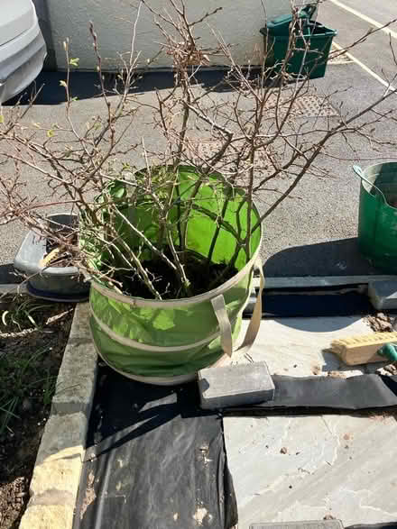Photo of free Hornbeam Saplings (Torridge District EX39) #1