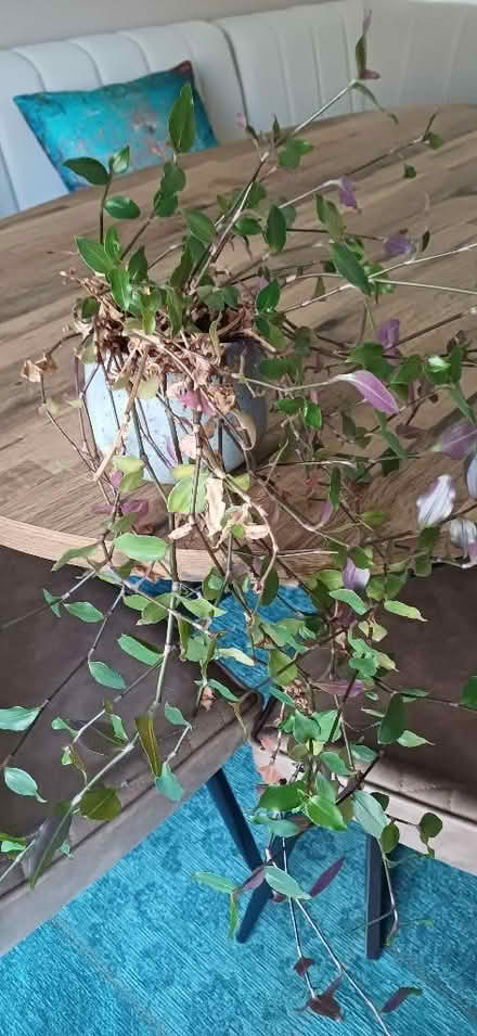 Photo of free Houseplants (West Felton SY11) #3