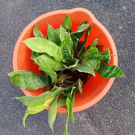 Photo of free Snake plant (Hockley Port B18) #1