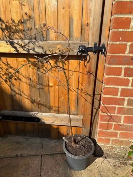Photo of free Tea Rose (Aylesbury HP19) #1